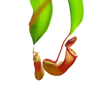 Event image CARNIVOROUS PLANTS